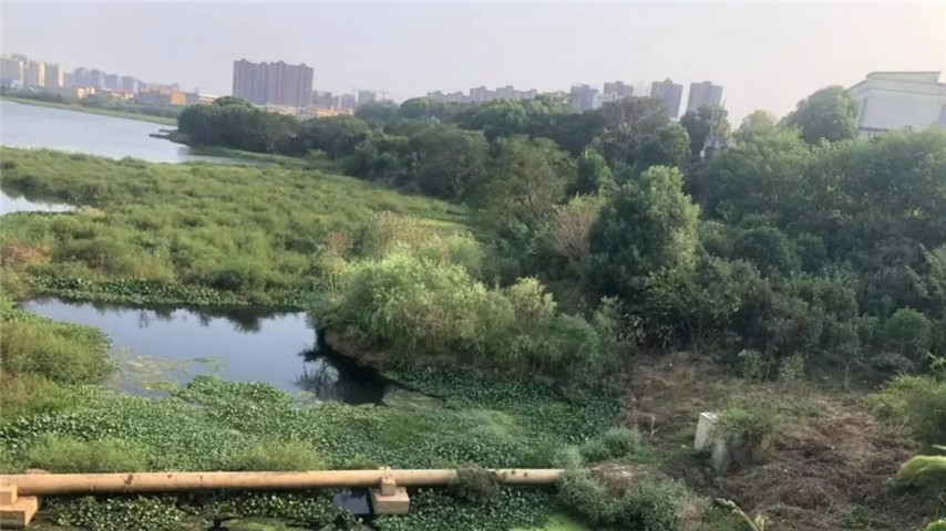 工匠乐动(中国)Ledong·官方网站召开黄家湖上湖湖体综合整治工程现场调度会